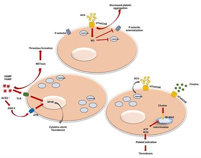 Effect of stimulated platelets in COVID-19 thrombosis: Role of alpha7 nicotinic acetylcholine receptor